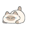 Gatito Siames 🐱 17