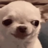 🐶Chihuahua 🐶Mov 18