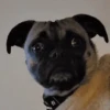 Shocked Pug