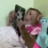 Monos 3🐒 changos🙈 11