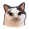 Gatos😺💞7🇵🇪Movi 13