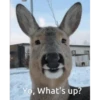 hi and bye 13