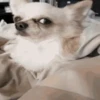 🐶Chihuahua 🐶Mov 19