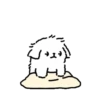 Kakao friends maltese 2 11