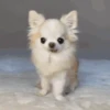 🐶Chihuahua 🐶Mov 20