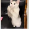 Gatos😺💞7🇵🇪Movi 16