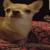 🐶Chihuahua 🐶Mov 21