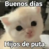 Gatos pa Responder🐱🌼 8
