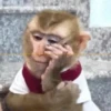 Monos 3🐒 changos🙈 13