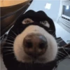 Close-Up Snout