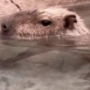 Capibara 🌱🌱 11