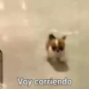 Animales🦒🐕🐈2 16
