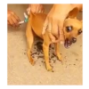 Perros | Reacciones 🐾🍁 9