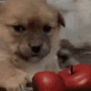 Apple Standoff