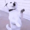 Happy Flip