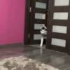 PeRROs  AdOrAbLeS 🐕🐶 12