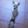 🐶Chihuahua 🐶Mov 23