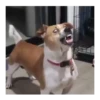 Perros | Reacciones 🐾🍁 10