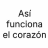 Así funciona el corazón