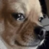 🐶Chihuahua 🐶Mov 24