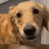 Soft Smile