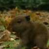 Capibara 🌱🌱 13