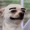 🐶Chihuahua 🐶Mov 25