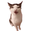 Gatos😺💞7🇵🇪Movi 20