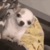 🐶Chihuahua 🐶Mov 26