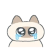 Gatito Siames 🐱 21