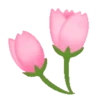 Sakura flowers 🌸 MOV 25