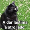 Gatos pa Responder🐱🌼 12