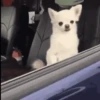🐶Chihuahua 🐶Mov 27