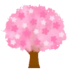Sakura flowers 🌸 MOV 26