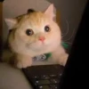 Meme GIF Stickers - #4 🎞 24