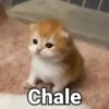 Gatos pa Responder🐱🌼 10