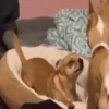🐶Chihuahua 🐶Mov 28