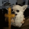 🐶Chihuahua 🐶Mov 29