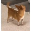 PeRROs  AdOrAbLeS 🐕🐶 14