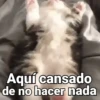Gatos pa Responder🐱🌼 17