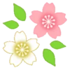 Sakura flowers 🌸 MOV 28