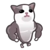 Gatos😺💞7🇵🇪Movi 27
