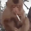 Monos 3🐒 changos🙈 20