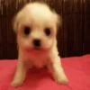 🐶Chihuahua 🐶Mov 30