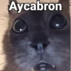 Gatos pa Responder🐱🌼 9