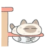 Gatito Siames 🐱 30