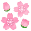 Sakura flowers 🌸 MOV 29