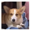 Perros | Reacciones 🐾🍁 15
