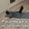 Gatos pa Responder🐱🌼 13