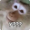 Monos groseros pal chat 🐒🐵 6